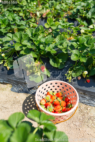 Image of Picking of Fresh Strawberry