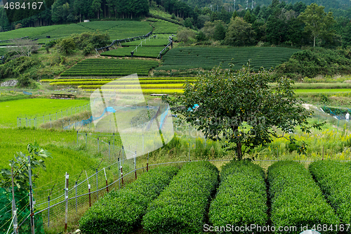 Image of Green fresh tea meadow