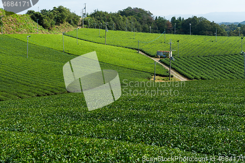 Image of Tea plantation 