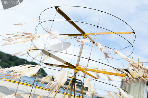 Image of Squid Drying on the stand under sunlight