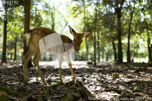 Image of Cute deer in the park