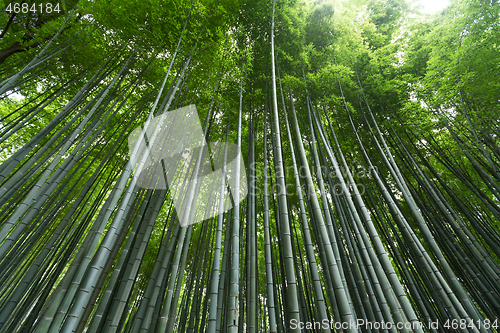 Image of Bamboo grove forest