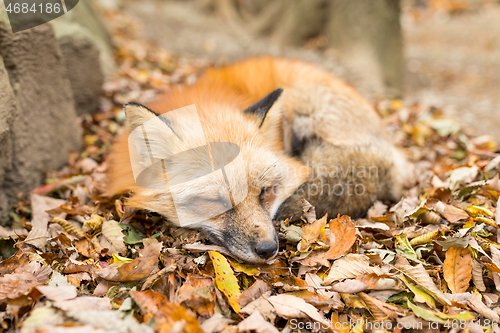 Image of Red Fox sleeping