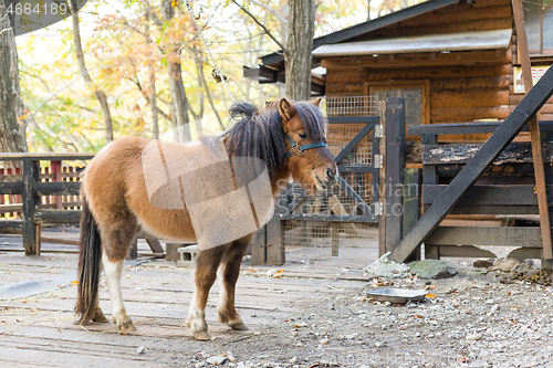 Image of Horse in farm