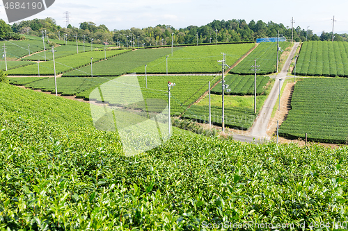 Image of Fresh Green Tea plantation