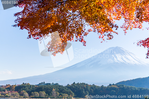 Image of Fuji and maple tree