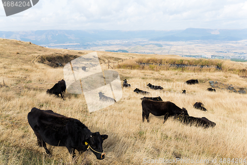 Image of Herd of cows