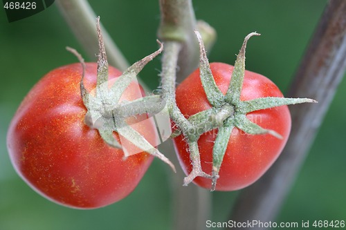 Image of small tomatoes 