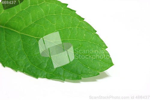 Image of spearmint leaf detail