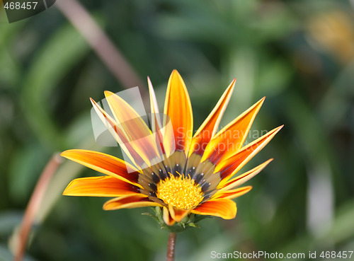 Image of Gazania