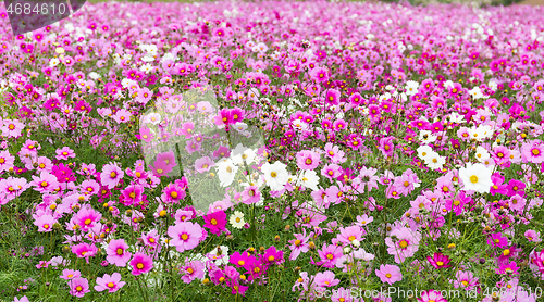 Image of Beautiful Cosmos flower garden