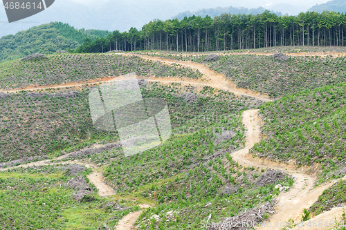 Image of Forest and field