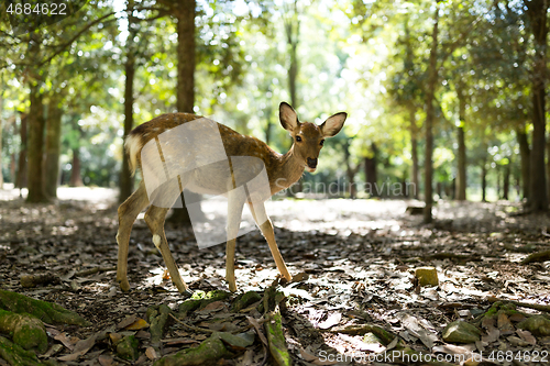 Image of Natural deer in park