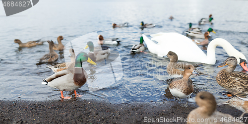 Image of Duck and swan at lake side