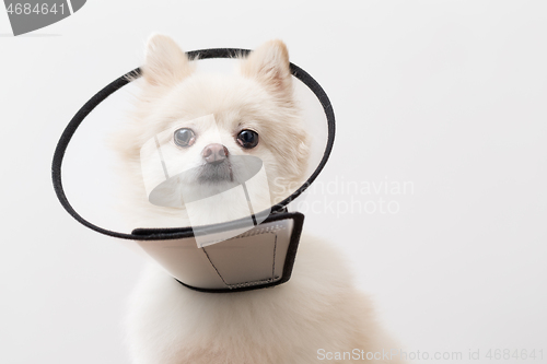 Image of Pomeranian with protective collar