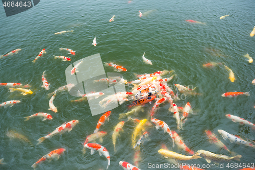 Image of Koi fish swimming in pond
