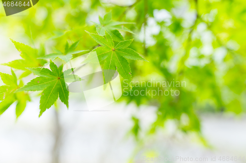 Image of Green maple tree