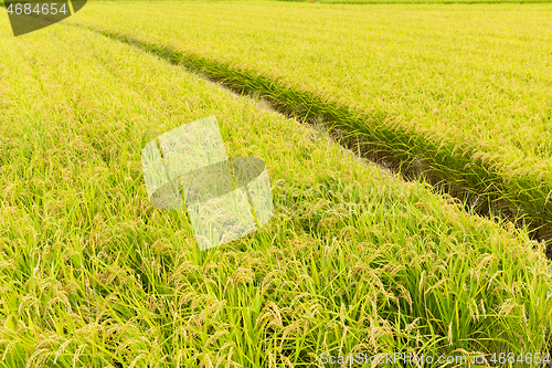 Image of Paddy rice meadow