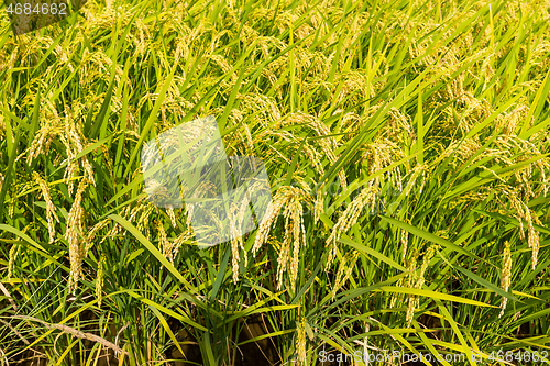 Image of Green rice field