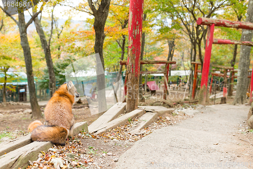 Image of Back rear view of red fox and japanese torii