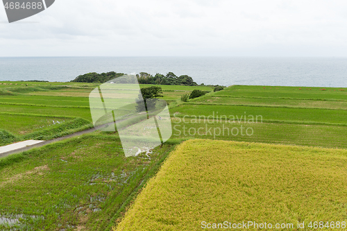 Image of Rice field
