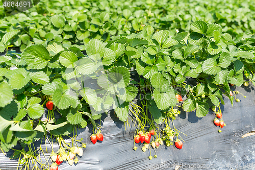 Image of Strawberry field