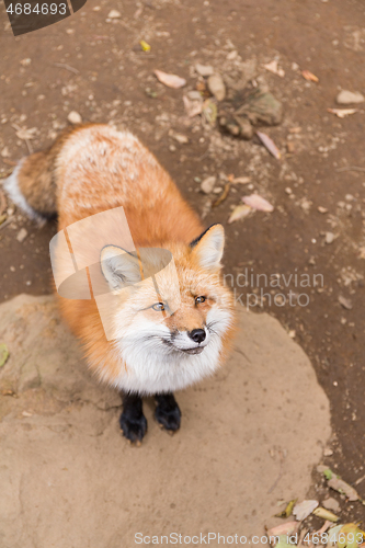 Image of Cute fox