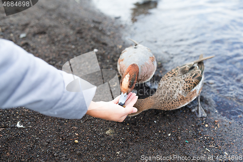 Image of Woman feeding duck at lake side