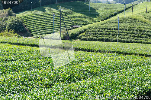 Image of Beautiful green tea field