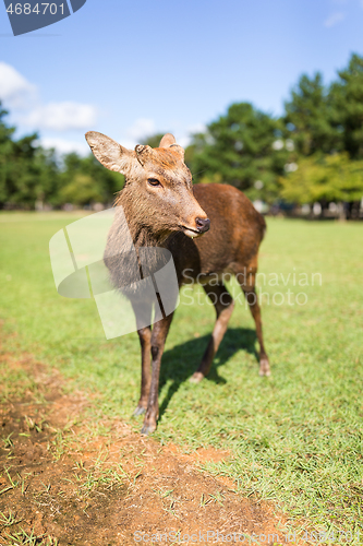 Image of Deer