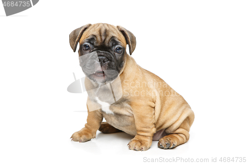 Image of cute french bulldog puppy