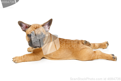 Image of cute french bulldog puppy