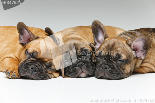 Image of cute french bulldog puppies sleeping