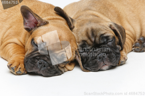 Image of cute french bulldog puppies sleeping