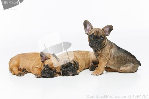 Image of cute french bulldog puppies sleeping