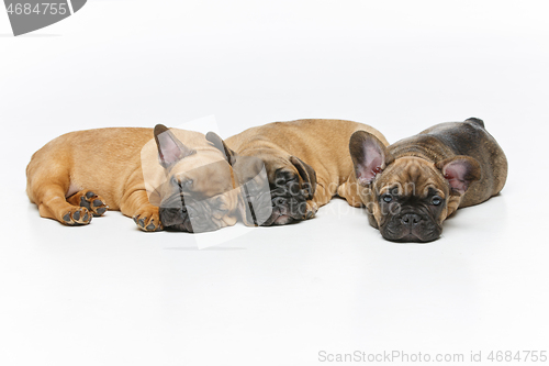 Image of cute french bulldog puppies sleeping