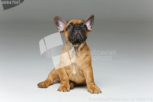 Image of cute french bulldog puppy