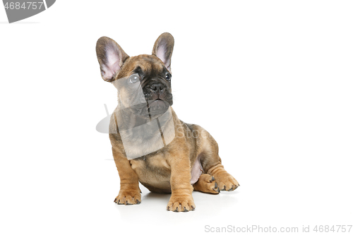 Image of cute french bulldog puppy