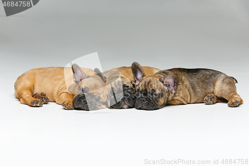 Image of cute french bulldog puppies sleeping