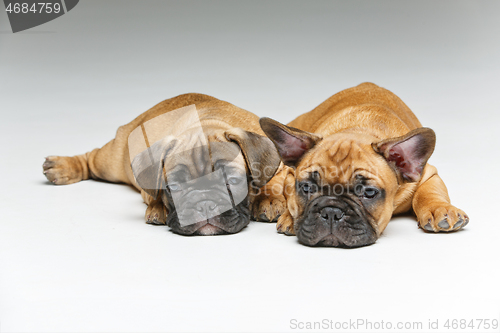 Image of cute french bulldog puppies