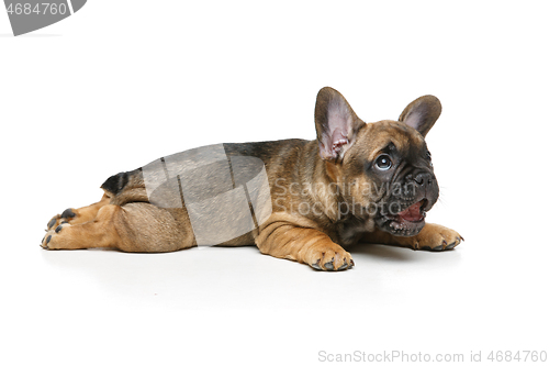 Image of cute french bulldog puppy