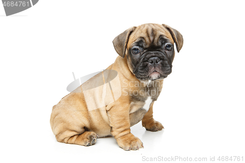 Image of cute french bulldog puppy