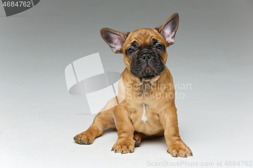 Image of cute french bulldog puppy