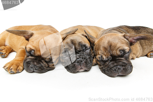 Image of cute french bulldog puppies sleeping