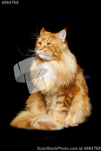 Image of Beautiful maine coon cat