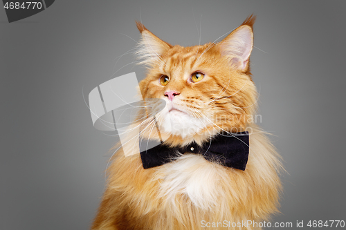 Image of Beautiful maine coon cat with bow tie