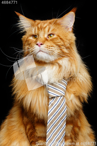 Image of Beautiful maine coon cat with man tie