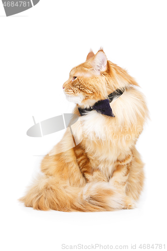 Image of Beautiful maine coon cat with bow tie