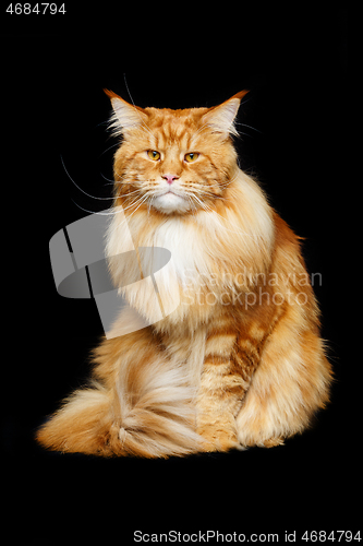 Image of Beautiful maine coon cat