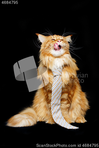 Image of Beautiful maine coon cat with man tie